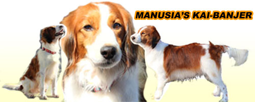 �A�j�}�������h���I�̊Ŕ����I